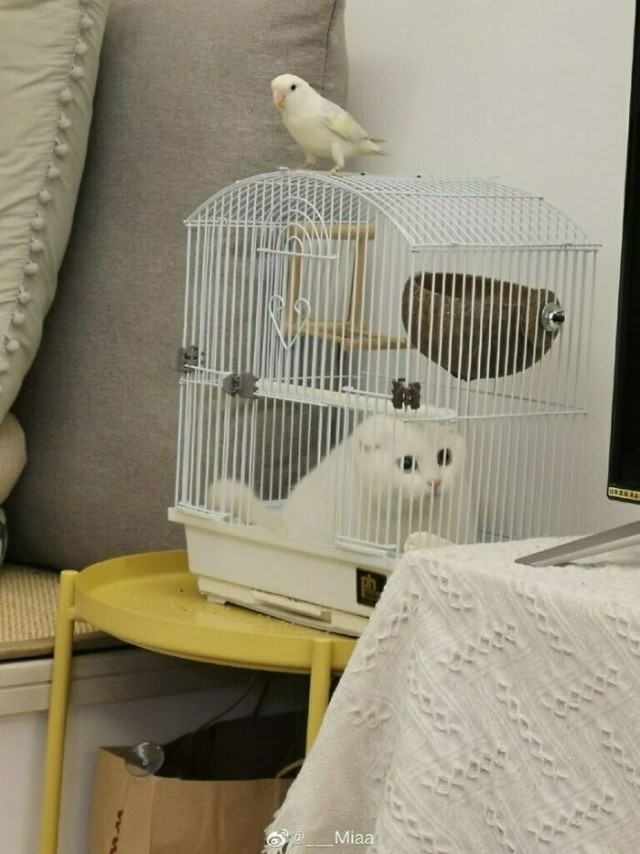 Котовторник в картинках