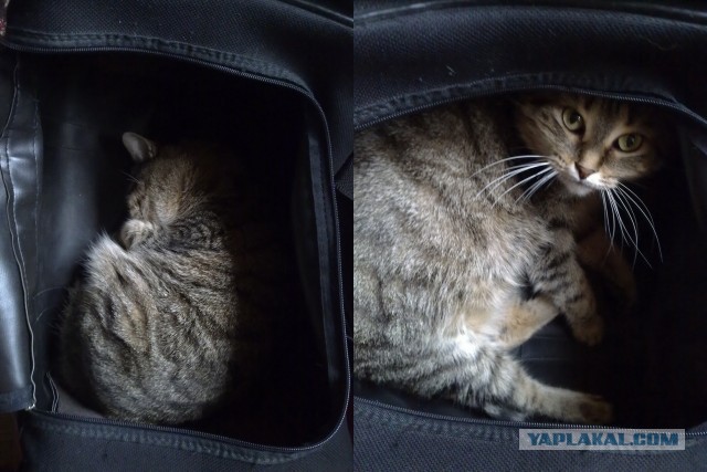 Котовторник 04.06.2013