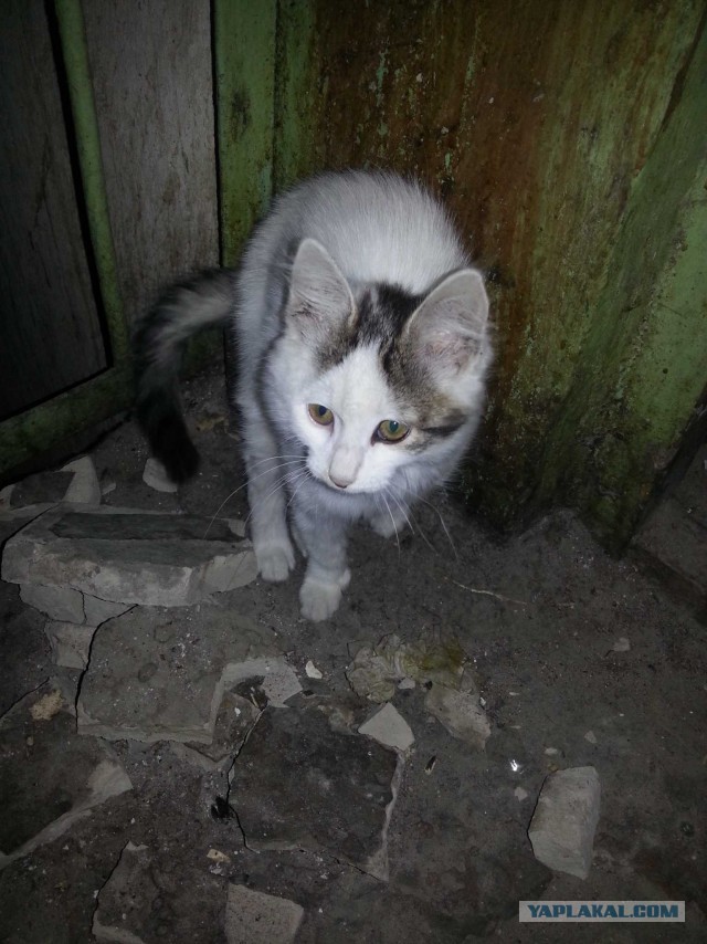 Как я подобрал котэ