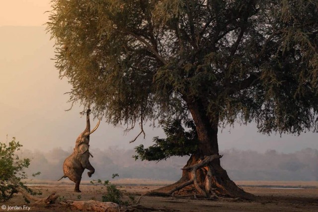Объявлены победители фотоконкурса Africa Geographic Photographer of the Year 2025