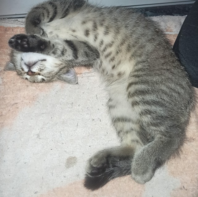 Принимайте в ряды которабов