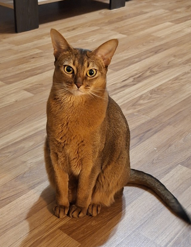 Моему коту Тому 2 года