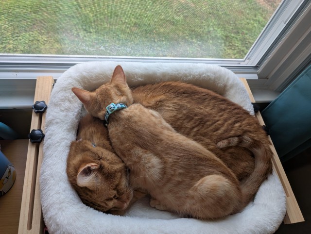Спящих котеек тред