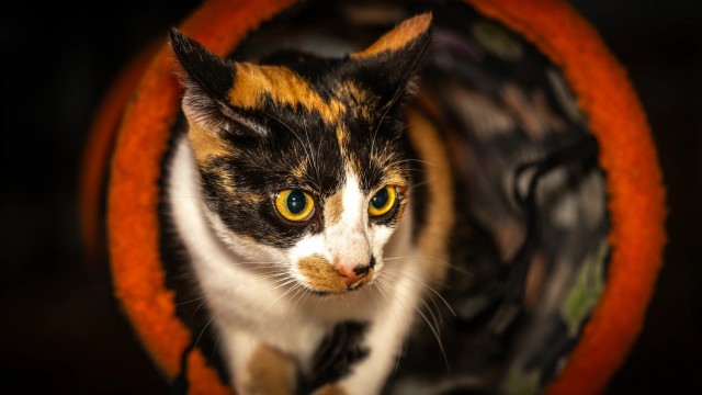 Когда твой человек фотограф (котовторник)