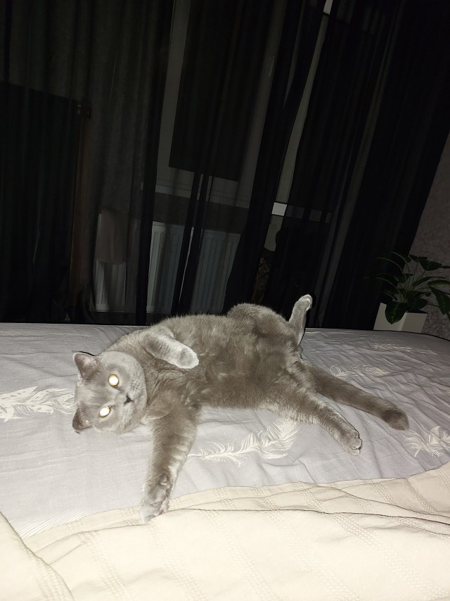 К котовторнику
