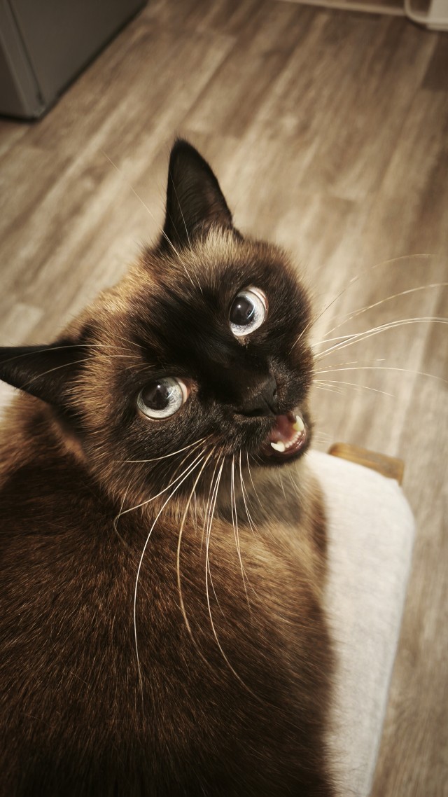 Котовторник же!