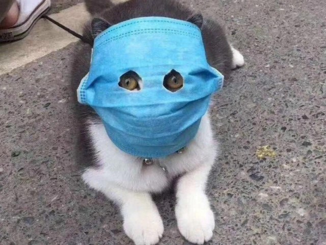 Учёные бьют тревогу: В 2026 году Мир может столкнуться с новой глобальной пандемией, известной как «Болезнь X