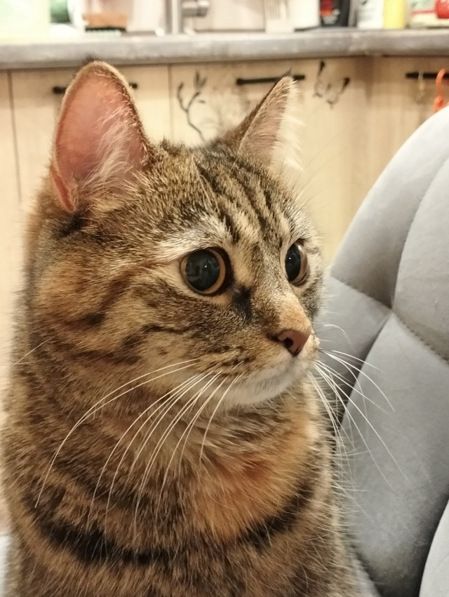 Котофторник жеж