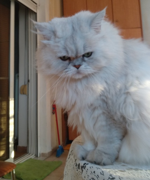 Кошатники поймут