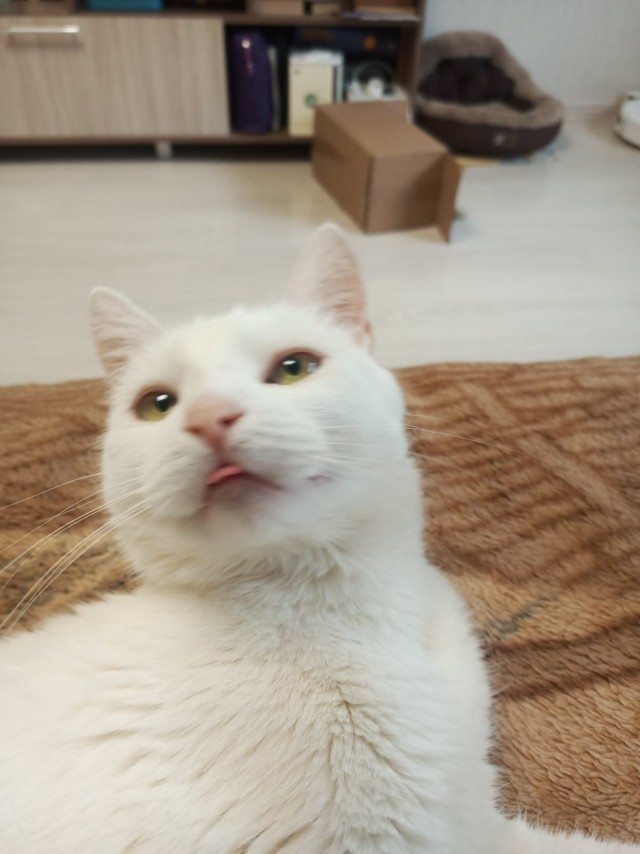 Котовторник же!