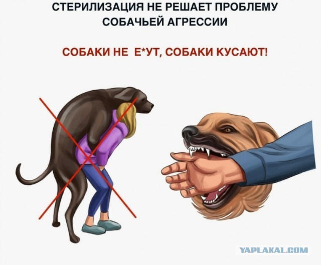 В Сочи неизвестный расстрелял бездомных собак из дробовика