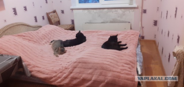 К котовторнику: подборка картинок-баянов с котиками и про котиков. Выпуск 37.
