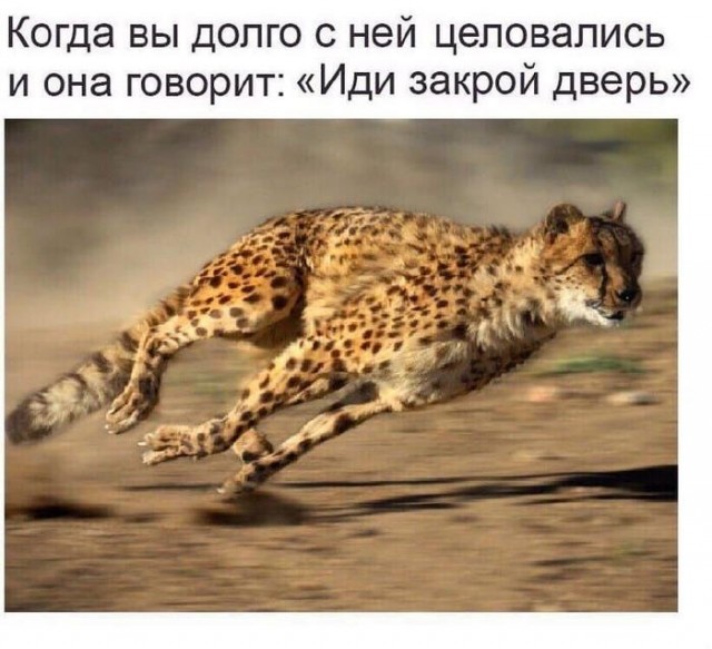 Картинки для деградации 203  (разной степени свежести)