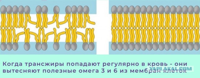 ЯП Образовательный: Пальмовое масло