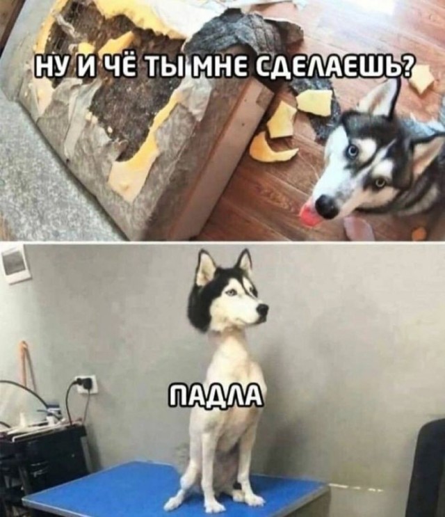 Картинки для деградации 245 (разной степени свежести)
