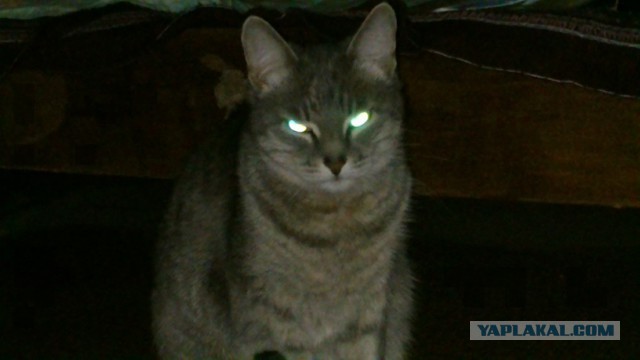 Кот управляет её примитивным разумом