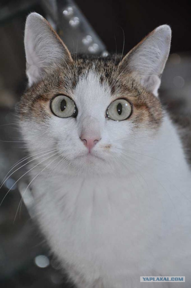Котовторник  08.04.2014
