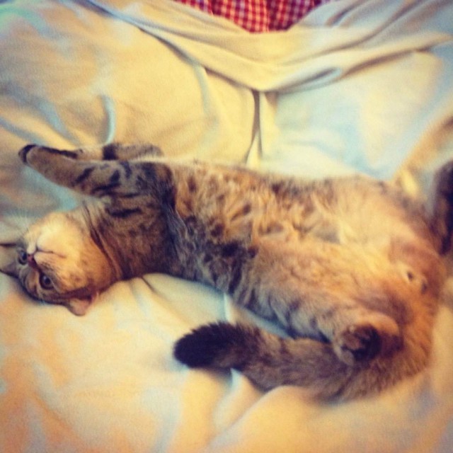Котовторник 6.05.2014