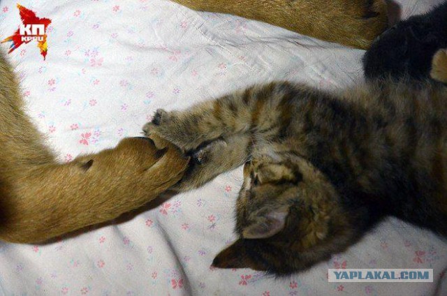 Бездомная собака взяла под опеку семерых котят