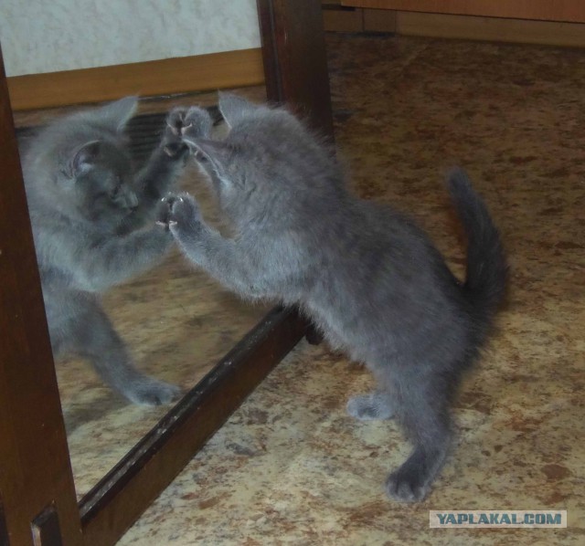 Котовторник 30.09.2014