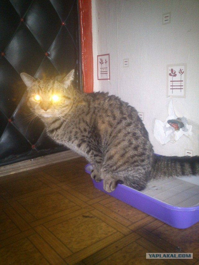 Кот, которому на все плевать