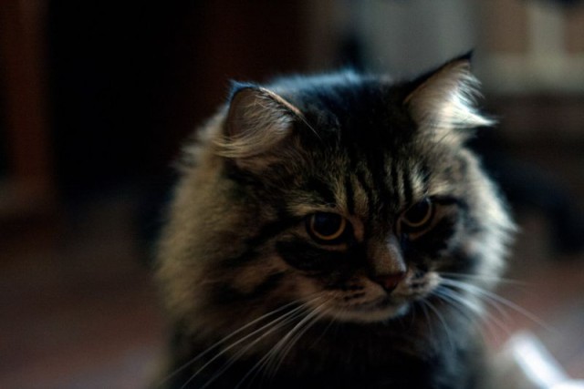 Котовторник 9.12.2014