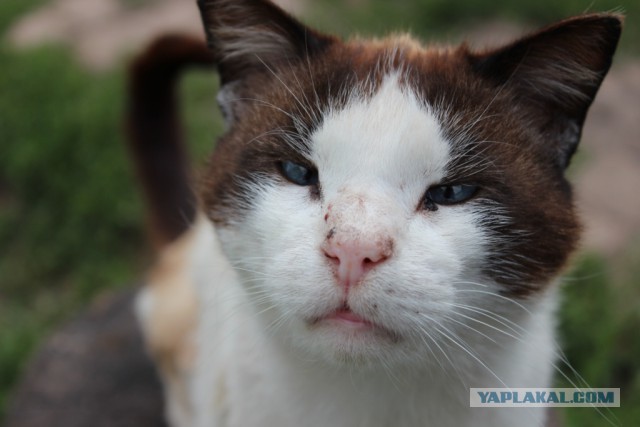 Анти-депрессивные коты Валерия Хлебникова