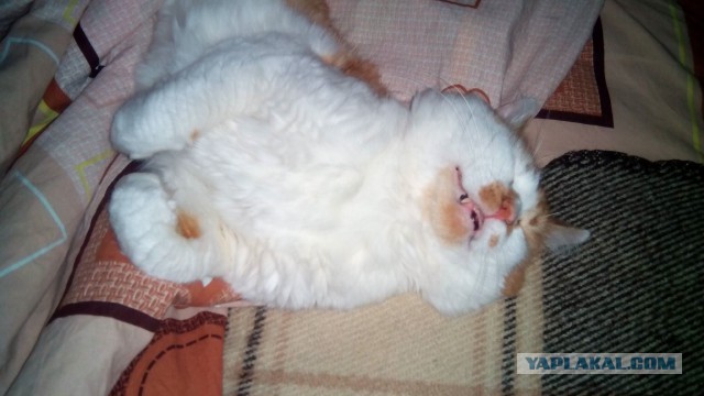 Котовторник 24.03.2015