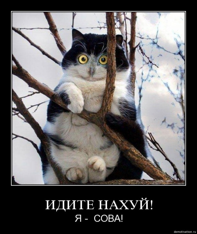 Совы тоже могут в мемы