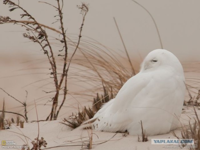 Лучшие фотографии от National Geographic за ноябрь