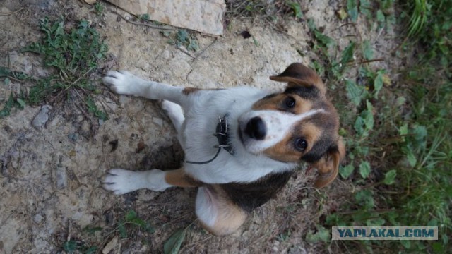 Знакомтесь, Лариса.