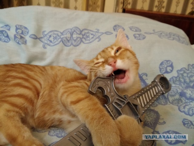 17 фотографий котов