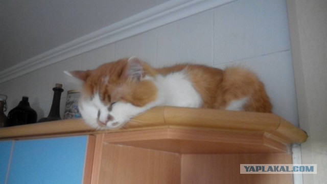 Котовторник