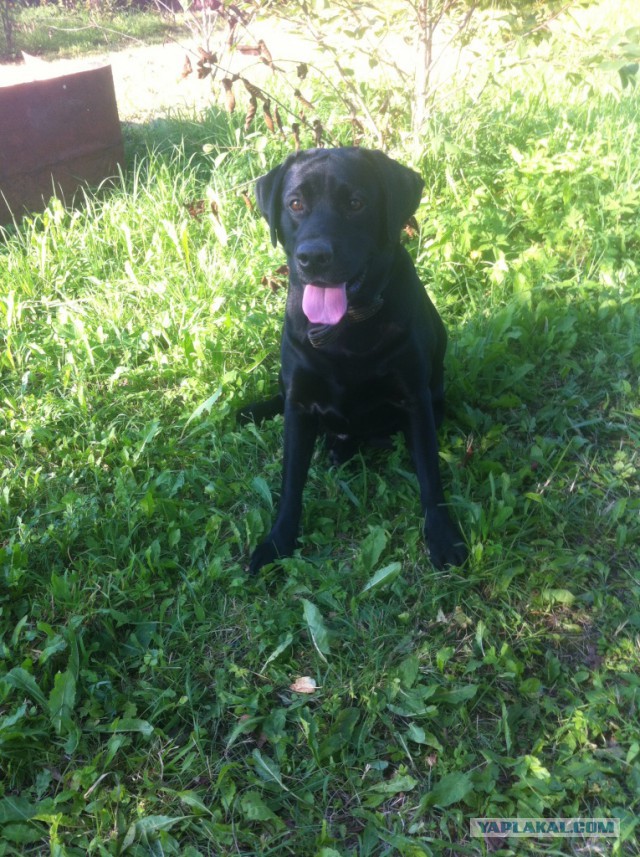 Собакочетверг же, ау!