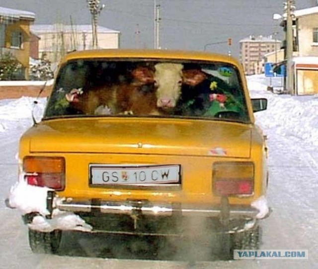 Девушки и Жигули