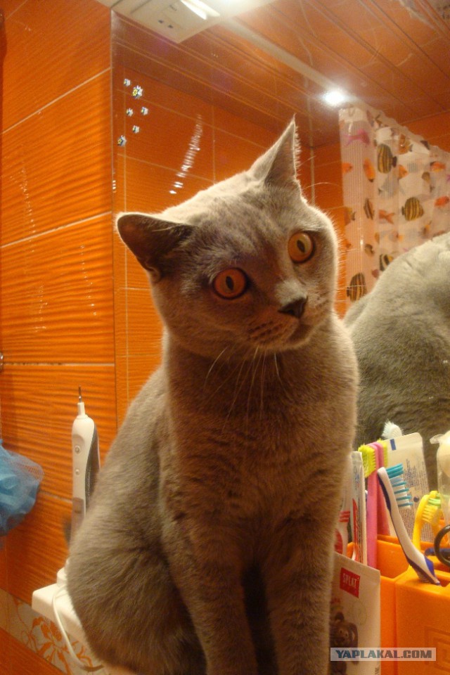 Всё ли нормально  с котом? нужен совет