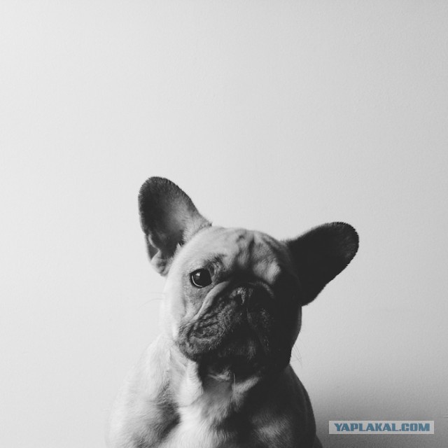 Собакочетверг