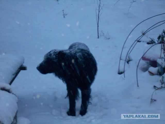 Жизнь домашнего приюта для котеек 96