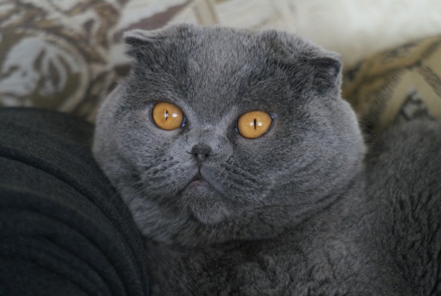 Котовторник 16.02.16