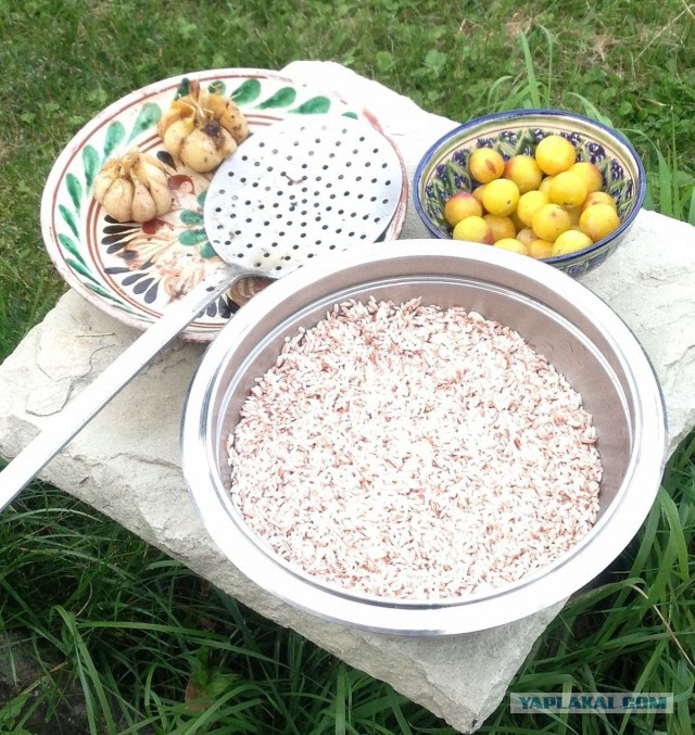 Ферганский плов. базовый рецепт. казан природа кулинария.