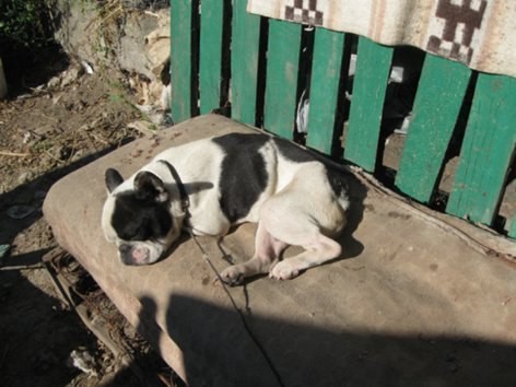 История одного бульдога