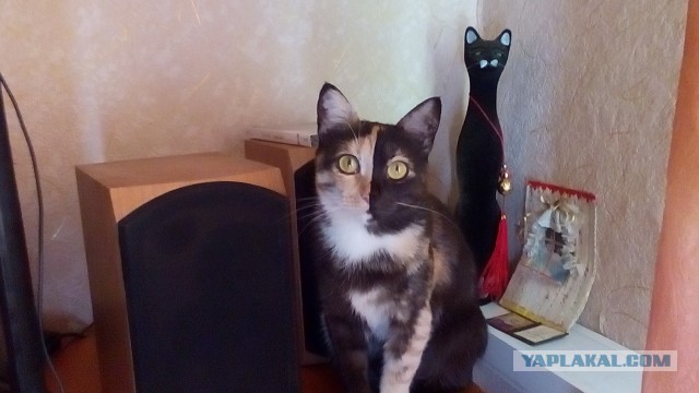 Отмыть котят, раскрашенных маркером - задача не из простых