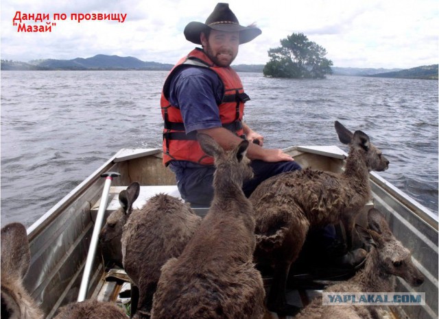 Зачем на австралийских дорогах ставят двухметровую линейку