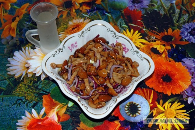 Самые ядовитые грибы в мире