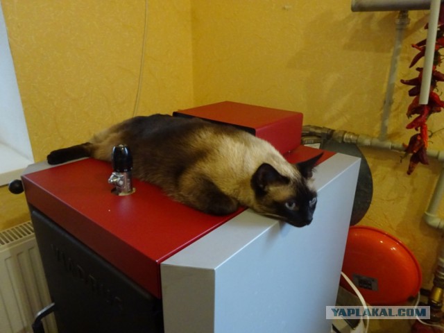 Коты из сети