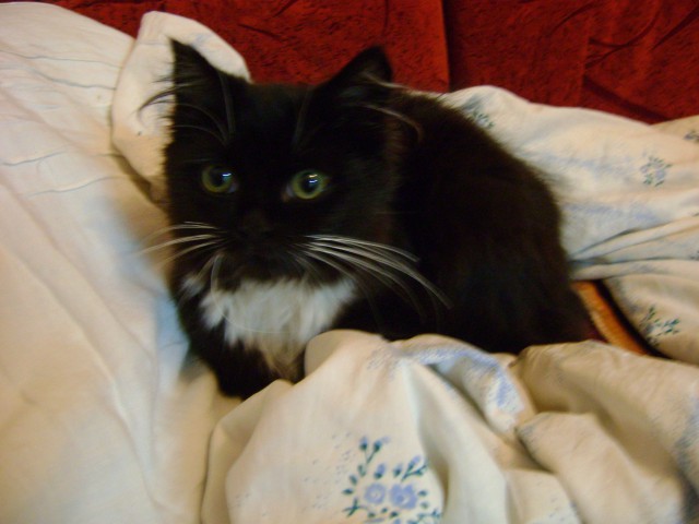 Коты из сети