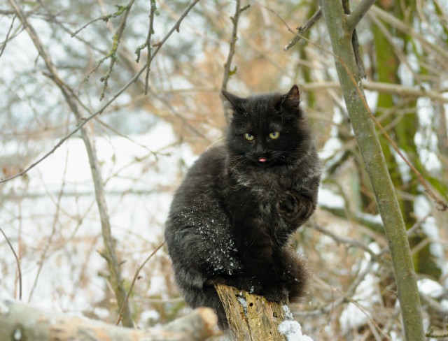 Котовторник 20.12.2016