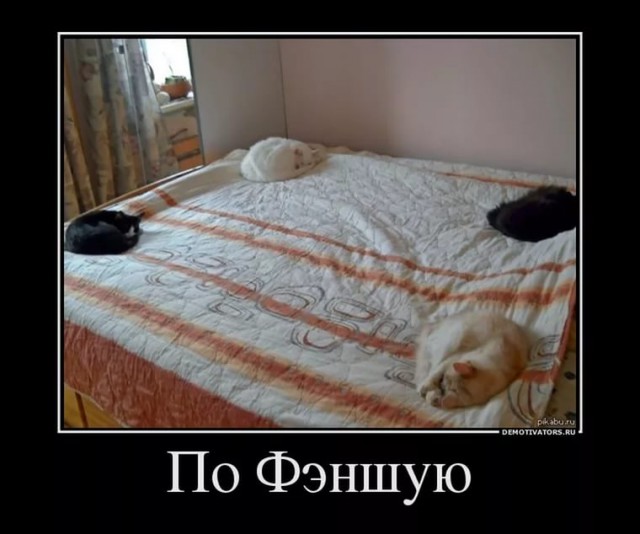Коты и Кошки