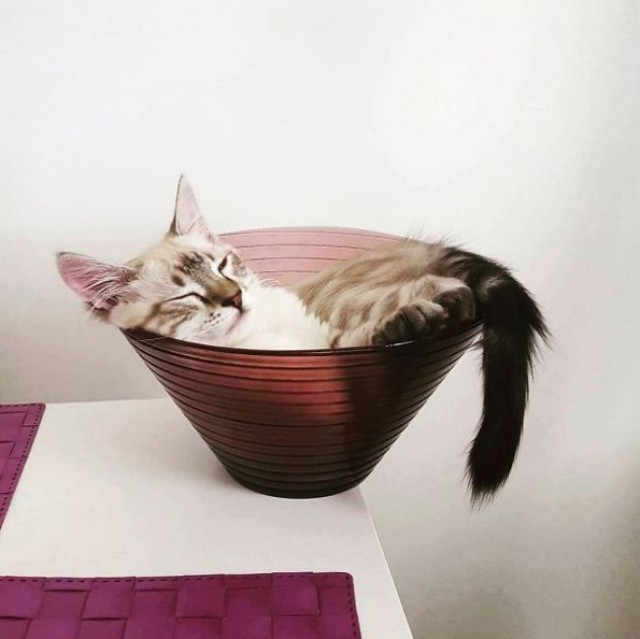 Коты и Кошки
