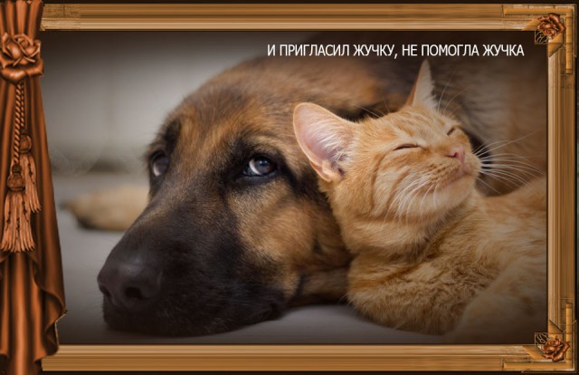 Сказка Репка диафильм (к котовторнику)